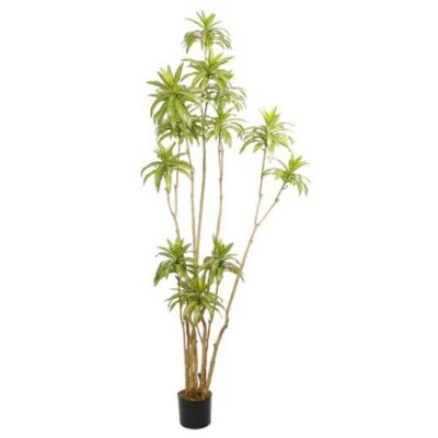 Arbore Dracaena Reflexa